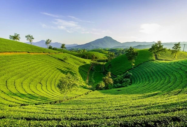 vietnam hills