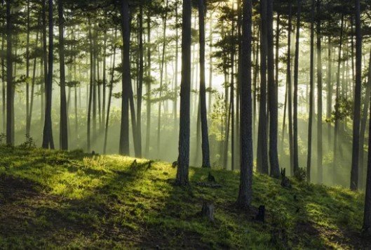 vietnam forest